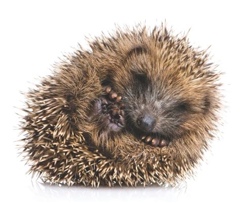 What are a hedgehog's spines made of? – How It Works