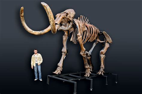 Russian woolly mammoth skeleton (Mammuthus primigenius) photos ...