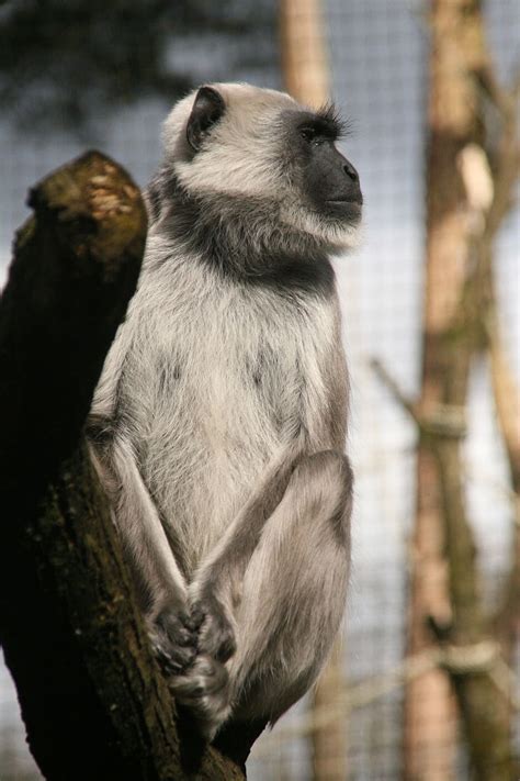 HD wallpaper: monkey, apenheul, animal, africa, nice, sweet, grey ...