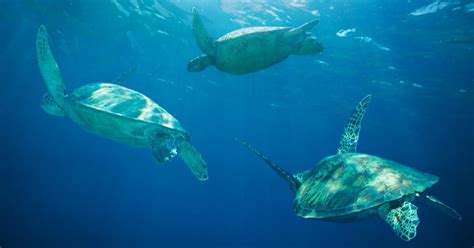 Sea Turtle Migration - All Turtles