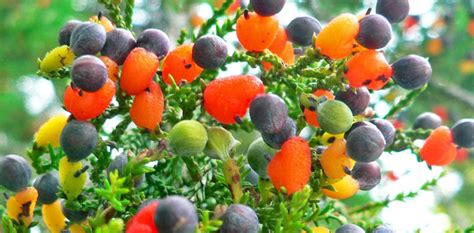 Multi-grafted fruit trees are something you need to see