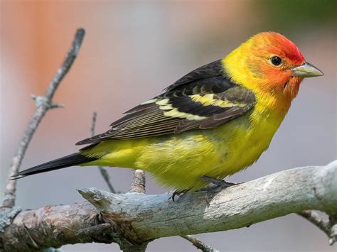 12 Birds That Look Like Orioles - Sonoma Birding