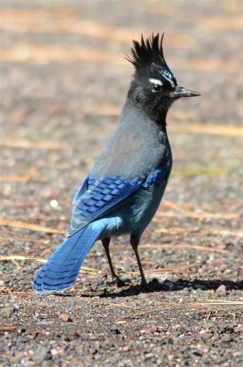 Steller's Jay Bird - Pets