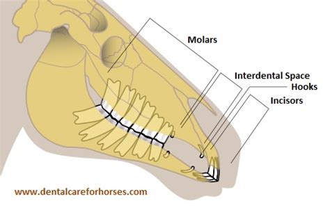 Horse Teeth Anatomy - Anatomy Reading Source