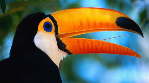 Toucan Beak Bird wallpaper | 1920x1080 | #14465