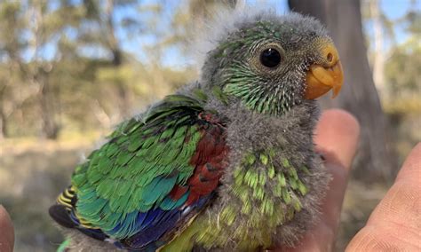 Less than 300 swift parrots remain in the wild - Australian Geographic