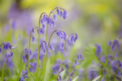 How To Plant Bluebells In Gardens – Real Men Sow