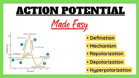 Action Potential, Depolarization, Repolarization, Refractory Period ...