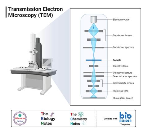 Electron Microscope: Principle, Types, Uses, Labeled Diagram