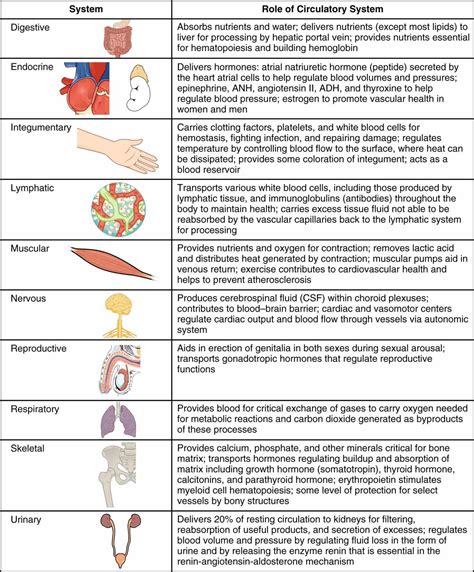 Integumentary System Organs And Functions | MedicineBTG.com