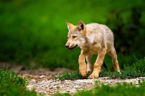 Wolf Pups Wallpapers - Wallpaper Cave