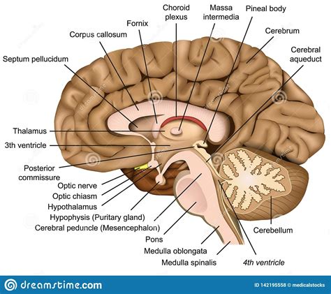 Pin by Alade Isaiah on Human brain anatomy | Brain anatomy, Human brain ...