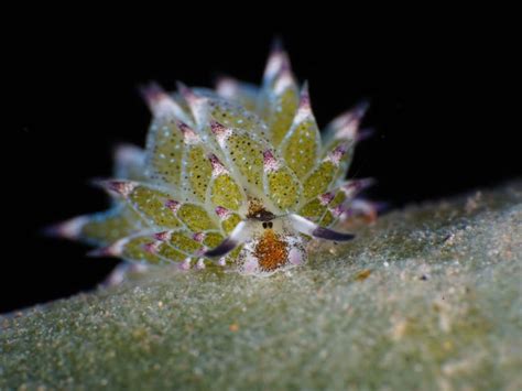 Leaf Sheep Sea Slug: Meet Nature’s Tiny Wonder