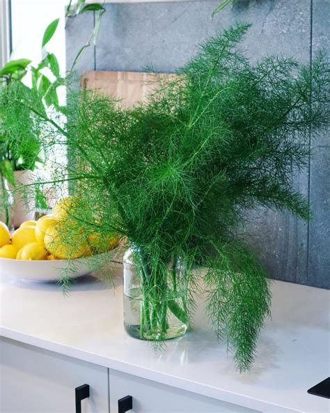 Fennel Frond Pesto - What to Make with Fennel Fronds? Sustainable Holly