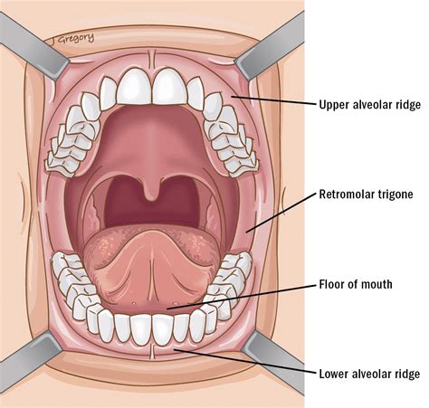 Learn About Mandibular Cancer ‣ Anatomy