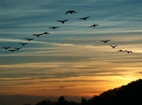 Lessons from Geese: Lead from anywhere in your team - Plantscapers