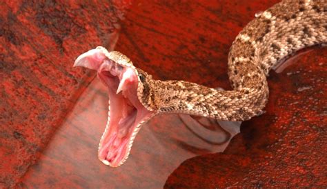 Rattlesnake Facts | Live Science