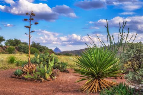 Chihuahuan Desert | Andy Morgan Photography