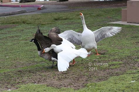 Killdeers, Phoebes and Finches (and Ducks!): Goose fight!