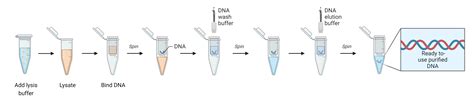 Overview of DNA Extraction Methods | AAT Bioquest