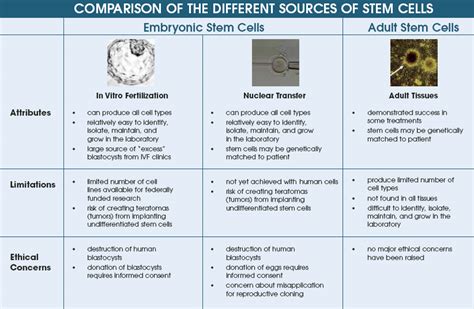 Synthetic Biology and Gene Synthesis: Types of Stem Cells