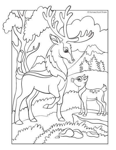 Forest Animal Coloring Pages - Homeschool Share