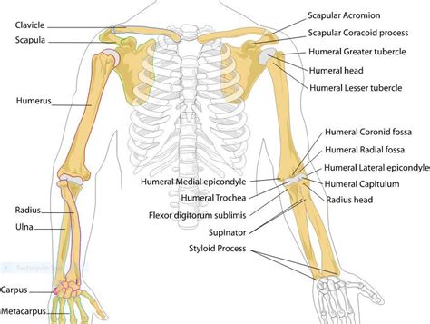 Arm Pain and Injury: Car Accidents, Slip & Fall Claims & More