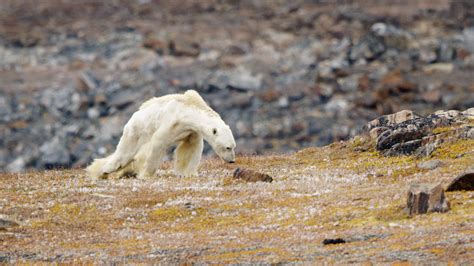 Video of Starving Polar Bear ‘Rips Your Heart Out of Your Chest’ - The ...