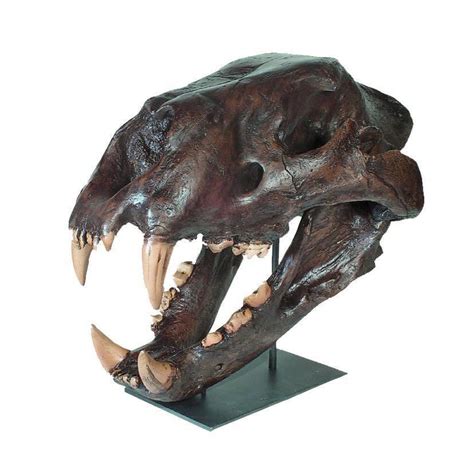 Replica American Lion Skull — Skulls Unlimited International, Inc.