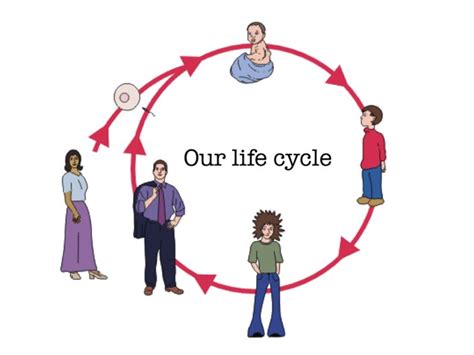 Human Reproduction Cycle