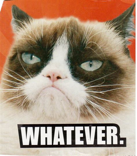 Grumpy Cat - Whatever | Funny grumpy cat memes, Grumpy cat, Grumpy cat ...