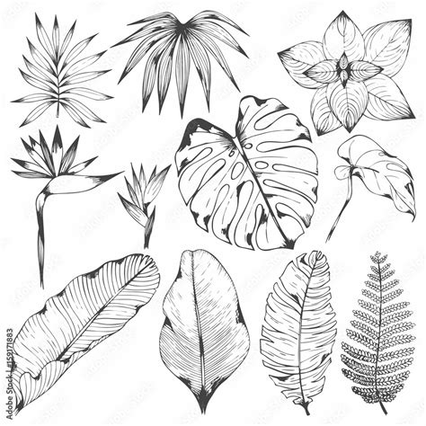 Tropical plants. Set of vector illustrations with tropical branches ...