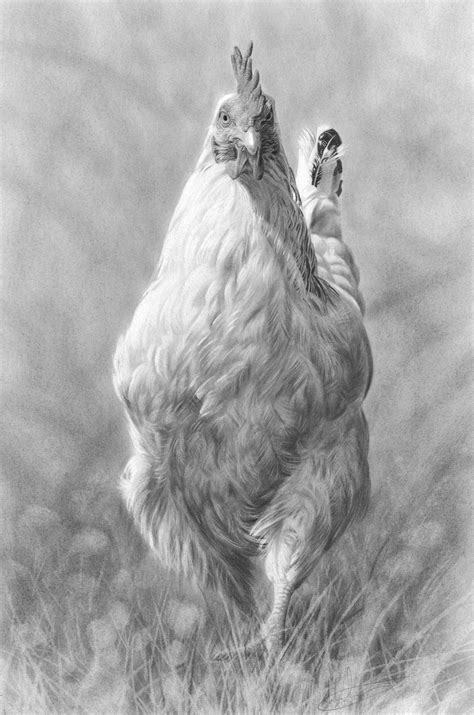 Pencil drawings, Animal drawings, Chicken art