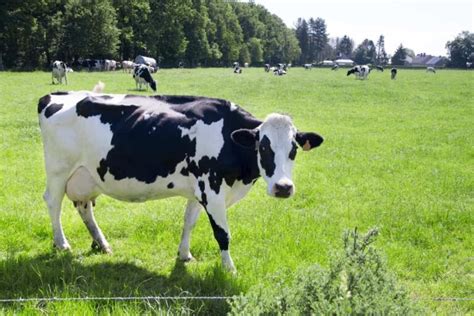 How to Start Sustainable Dairy Farming: Benefits and How to Reduce Your ...