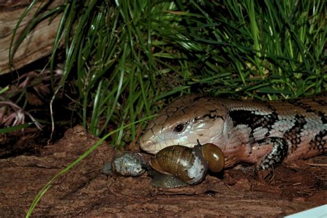 Blue Tongue Skink Food | ReptiFiles