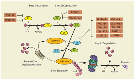 Proteasome / IJMS | Free Full-Text | Cellular Responses to Proteasome ...