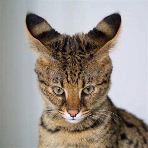 5 exotic cat breeds - Pets4Friends