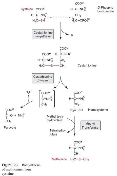 Methionine is synthesized from cysteine