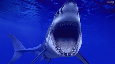 Free Great White Shark Wallpaper - WallpaperSafari