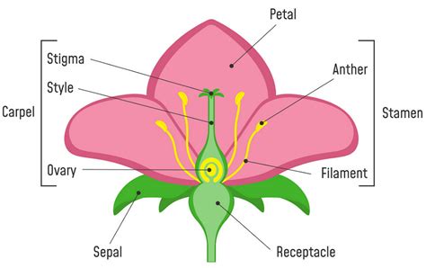 Morphology of Flowering Plants: Fruits, Flowers, Roots & Seeds