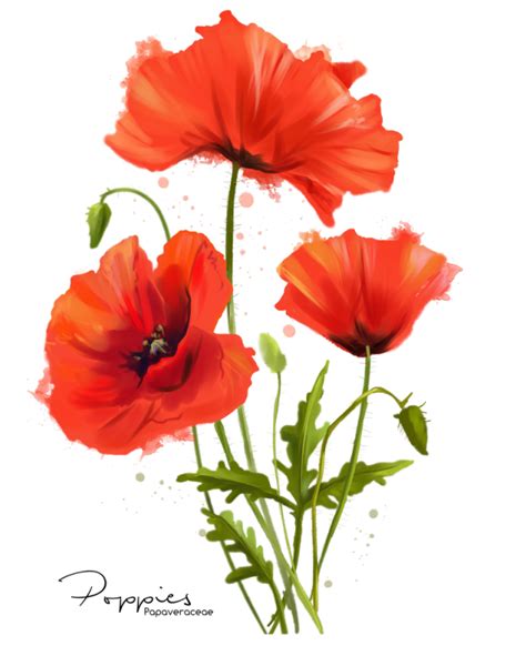 Celebrate Each New Day | Poppy flower painting, Watercolor poppies ...