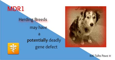 MDR1 - Herding breeds may have a potentially deadly gene defect | KiKi ...