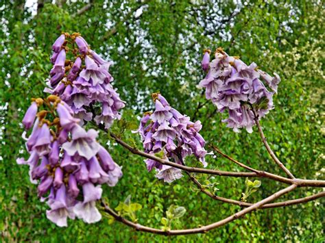 Paulownia - Peuplier - Pin - Comment ça marche