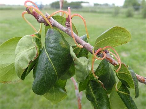 Black Spots On Asian Pear Tree Leaves | Leafandtrees.org