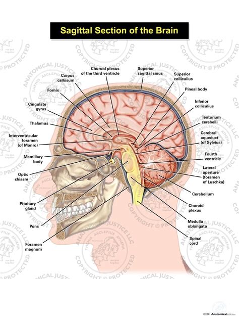 Sagittal Section of the Brain Illustration | Anatomical Justice