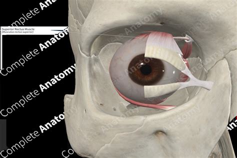 Superior Rectus Muscle | Complete Anatomy