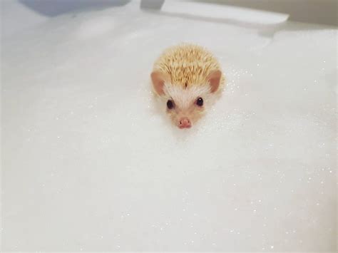 Baby hedgehog in a bubble bath http://ift.tt/2qmsSZg | Baby hedgehog ...