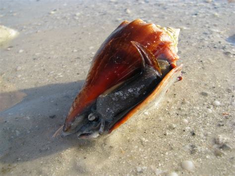 Hundreds of Thousands of Fighting Conchs Appear on Bonita Beach ...