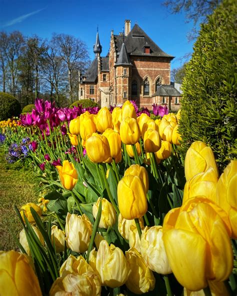 Tulip Time: Belgium – Home Base Belgium