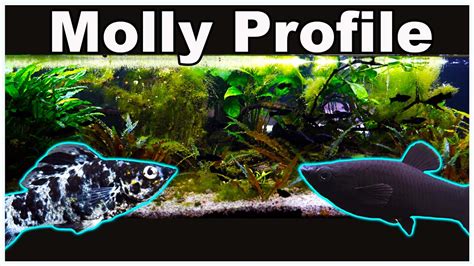 Molly Fish Care and Breeding: Let's Clear up All The Confusion! - YouTube